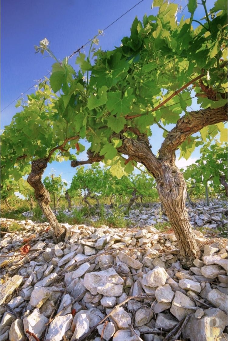 vignes-2