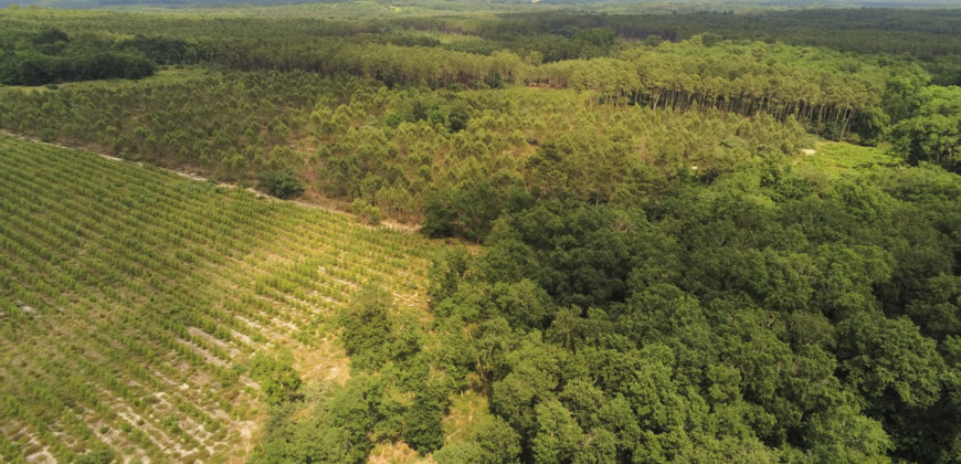 Propriété forestière Lot et Garonne