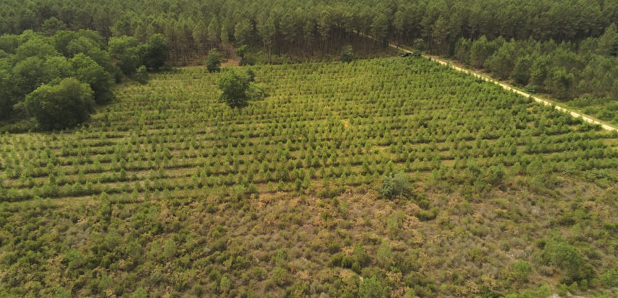 Propriété forestière Lot et Garonne