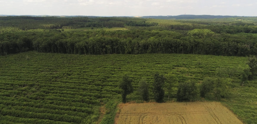 Propriété forestière Lot et Garonne