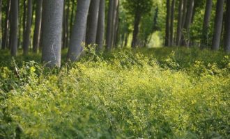 Propriété Forestière Peupleraie