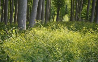 Propriété Forestière Peupleraie