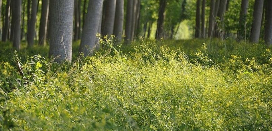 Propriété Forestière Peupleraie