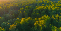 Propriété Forestière avec Etangs et Bâtiments à rénover