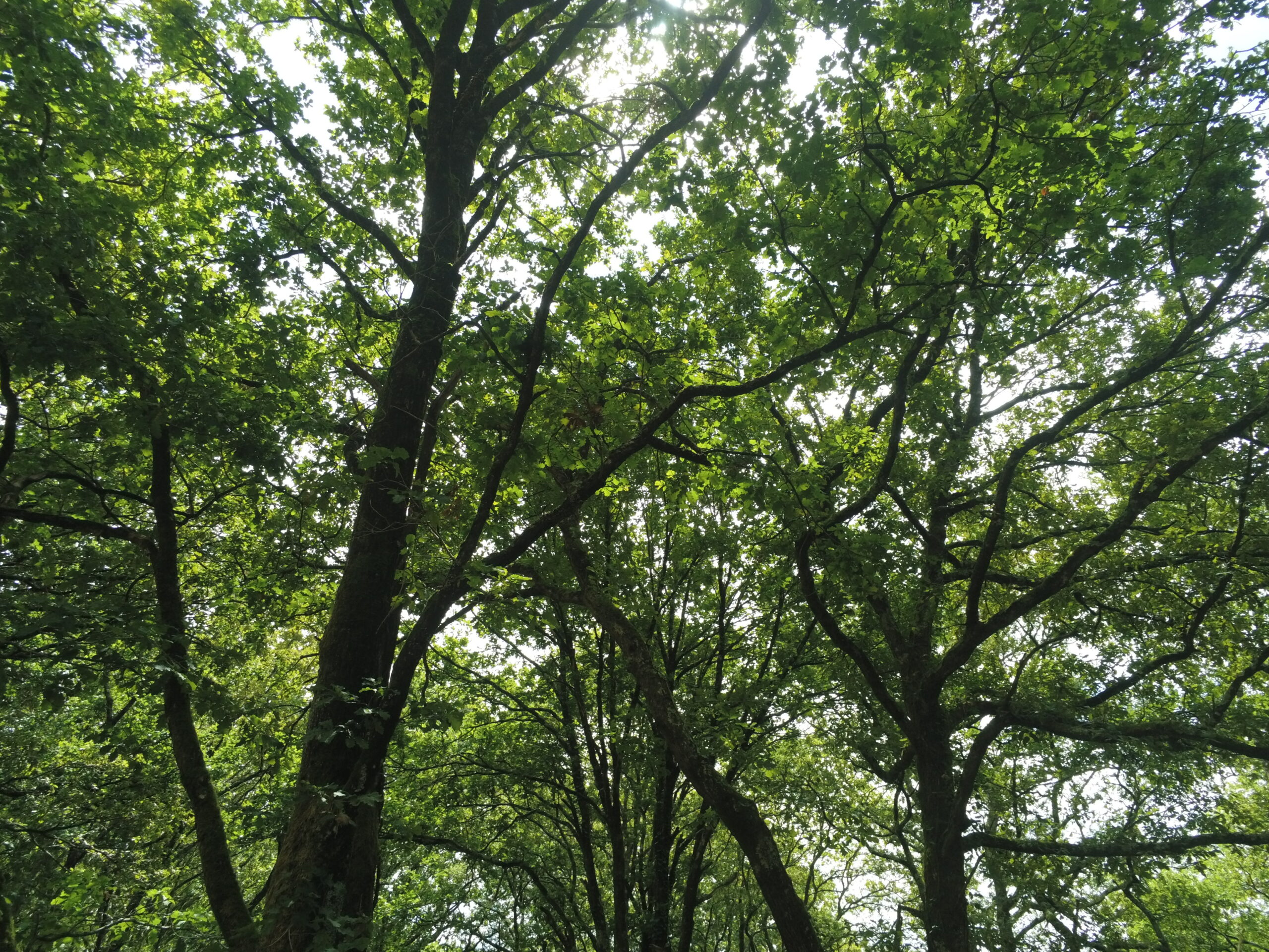 Propriété Forestière d’un seul bloc – CORREZE