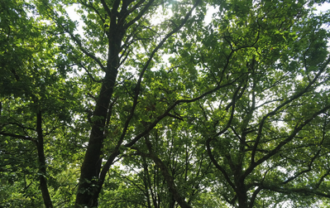 Propriété Forestière d’un seul bloc – CORREZE