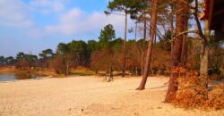 Propriété Forestière en Nature de Pins Maritimes de 10 à 40 ans.