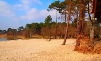 Propriété Forestière en Nature de Pins Maritimes de 10 à 40 ans.