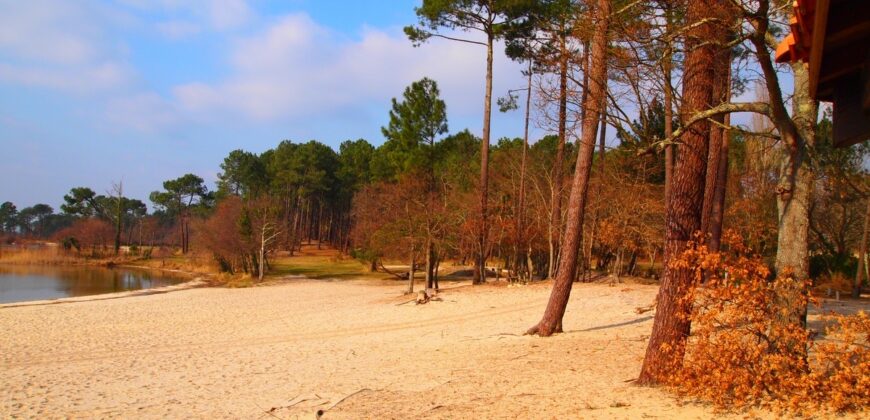 Propriété Forestière en Nature de Pins Maritimes de 10 à 40 ans.