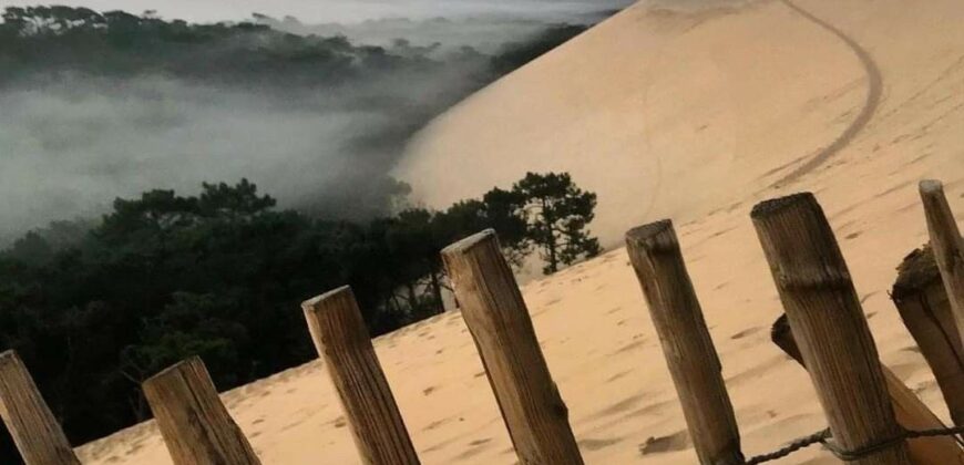 Propriété Forestière d’un seul tenant en Nature de Pins Maritimes de 60 Ans.