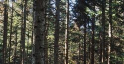 Propriété Forestière en Nature de Pins Laricios et Pins Noirs de 30 à 35 ans.