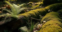 Propriété Forestière en Nature de divers Résineux de 2 à 25 ans et Feuillus Propriété Forestière en Nature de divers Résineux de 2 à 25 ans et Feuillus