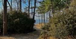 Propriété Forestière d’un seul tenant en Nature de Pins Maritimes de 15 à 25 ans