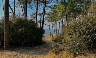 Propriété Forestière d’un seul tenant en Nature de Pins Maritimes de 15 à 25 ans