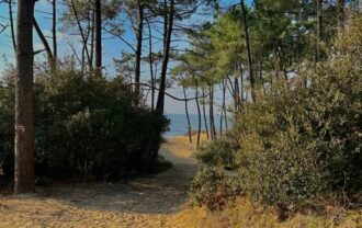 Propriété Forestière d’un seul tenant en Nature de Pins Maritimes de 15 à 25 ans