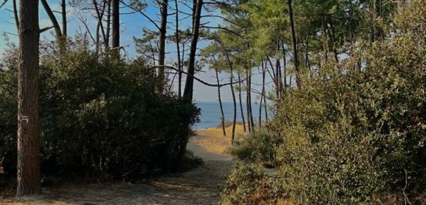 Propriété Forestière d’un seul tenant en Nature de Pins Maritimes de 15 à 25 ans