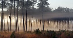 Propriété Forestière de plusieurs blocs en Nature de Pins Maritimes de 6 à 25 ans