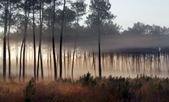 Propriété Forestière de plusieurs blocs en Nature de Pins Maritimes de 6 à 25 ans
