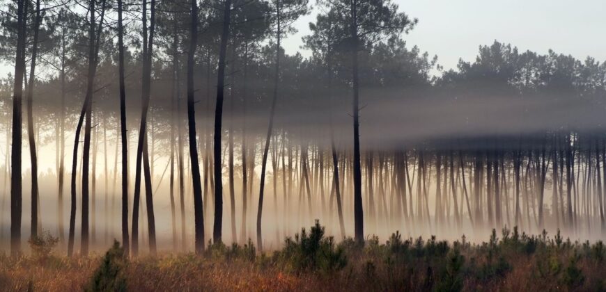 Propriété Forestière de plusieurs blocs en Nature de Pins Maritimes de 6 à 25 ans