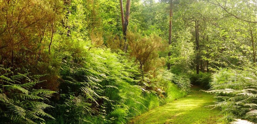 Propriété Forestière en plusieurs blocs en Nature de Pins Maritimes de 15 à 40 ans avec divers Feuillus