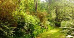 Propriété Forestière en plusieurs blocs en Nature de Pins Maritimes de 15 à 40 ans avec divers Feuillus