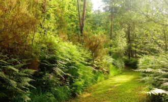 Propriété Forestière en plusieurs blocs en Nature de Pins Maritimes de 15 à 40 ans avec divers Feuillus