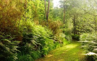 Propriété Forestière en plusieurs blocs en Nature de Pins Maritimes de 15 à 40 ans avec divers Feuillus