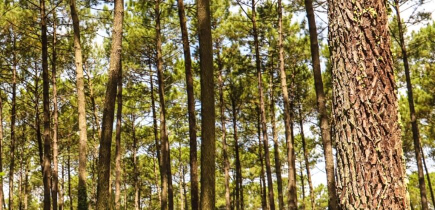 Propriété Forestière en 2 blocs en Nature de Pins Maritimes de 15 et 25 ans