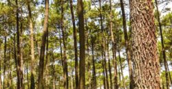 Propriété Forestière en 2 blocs en Nature de Pins Maritimes de 15 et 25 ans