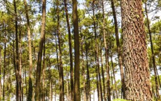 Propriété Forestière en 2 blocs en Nature de Pins Maritimes de 15 et 25 ans