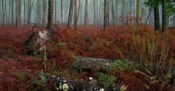Propriété Forestière en plusieurs blocs en Nature de Pins Maritimes de 4 à 25 ans