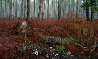 Propriété Forestière en plusieurs blocs en Nature de Pins Maritimes de 4 à 25 ans