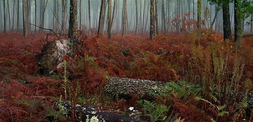 Propriété Forestière en plusieurs blocs en Nature de Pins Maritimes de 4 à 25 ans