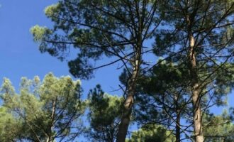 Parcelles forestières d’un seul tenant en Nature de Résineux et Feuillus