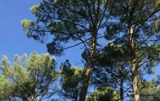 Parcelles forestières d’un seul tenant en Nature de Résineux et Feuillus