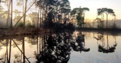 Domaine Forestier d’un seul tenant en Nature de Résineux et Feuillus avec Bâtiments et Etangs