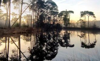 Domaine Forestier d’un seul tenant en Nature de Résineux et Feuillus avec Bâtiments et Etangs