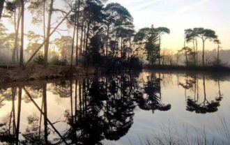Domaine Forestier d’un seul tenant en Nature de Résineux et Feuillus avec Bâtiments et Etangs