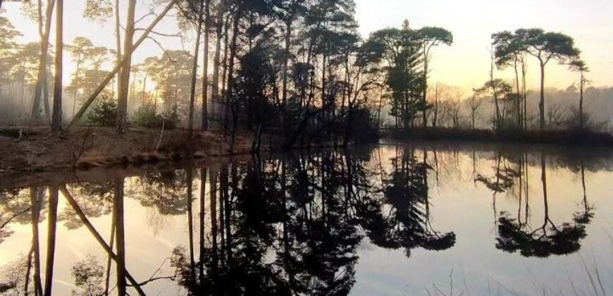 Domaine Forestier d’un seul tenant en Nature de Résineux et Feuillus avec Bâtiments et Etangs