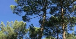 Parcelles forestières d’un seul tenant en Nature de Résineux et Feuillus