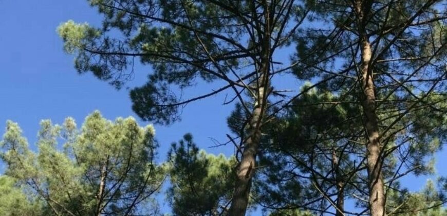 Parcelles forestières d’un seul tenant en Nature de Résineux et Feuillus