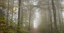 Propriété Forestière d’un seul tenant en Nature de Résineux et Feuillus