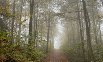 Propriété Forestière d’un seul tenant en Nature de Résineux et Feuillus
