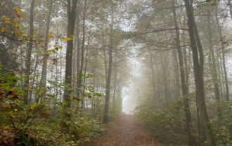 Propriété Forestière d’un seul tenant en Nature de Résineux et Feuillus