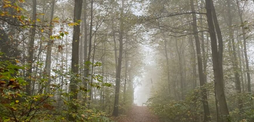 Propriété Forestière d’un seul tenant en Nature de Résineux et Feuillus