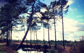 Propriété Forestière d’un seul tenant en Nature de Coupe Rase