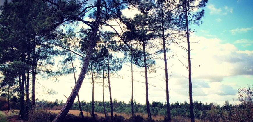 Propriété Forestière d’un seul tenant en Nature de Coupe Rase