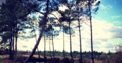 Propriété Forestière d’un seul tenant en Nature de Coupe Rase