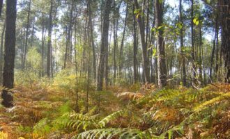 Propriété Forestière d’un seul tenant en Nature de Résineux