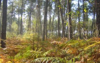 Propriété Forestière d’un seul tenant en Nature de Résineux